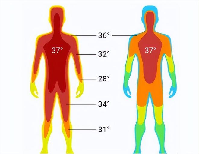 体温37℃成历史米乐官方平台：体温越低免疫力越差？体温降低意味什么？(图3)